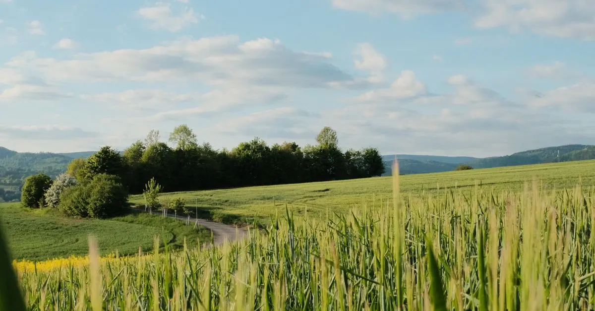 Les impacts environnementaux de l'achat bio en ligne