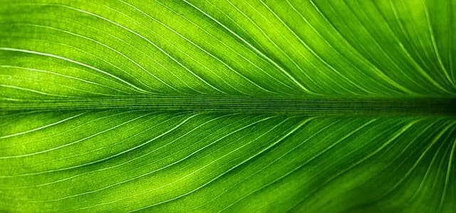 Comment choisir des cosmétiques bio en ligne de qualité