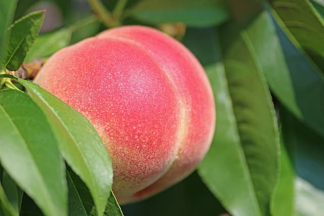 Les meilleures plateformes pour acheter bio en ligne