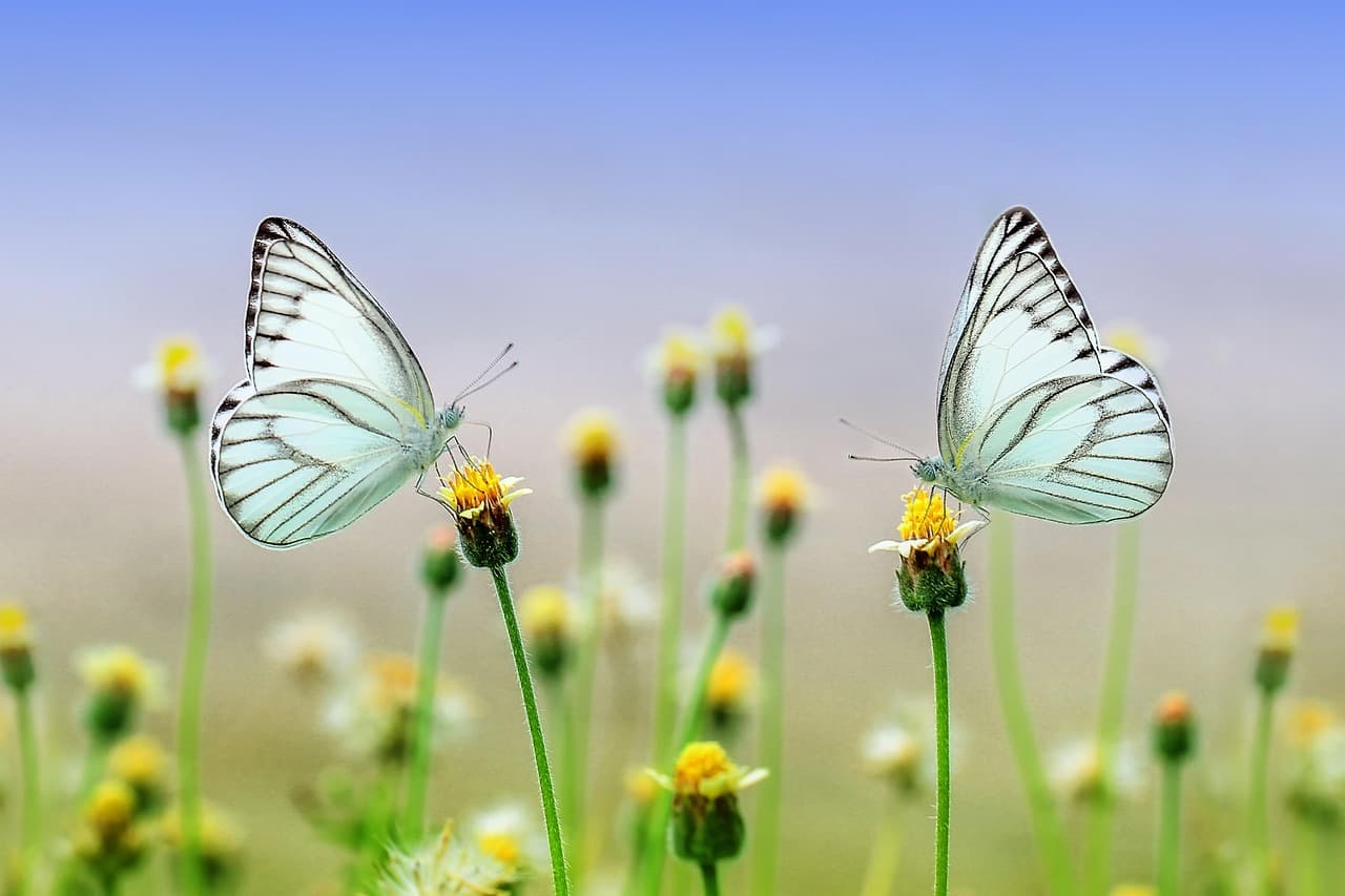 Les meilleures applications pour acheter bio en ligne avec succès