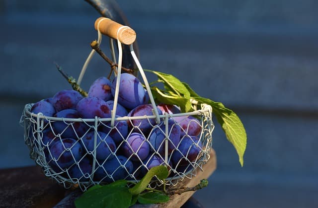 Les meilleures astuces pour choisir des produits bio en ligne